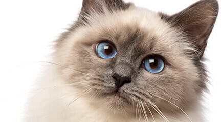 صفحه اصلی فروشگاهی 37 cat cta dog bg