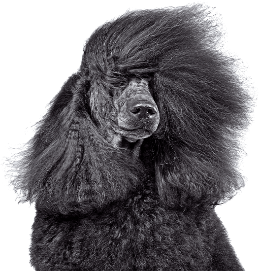 صفحه اصلی فروشگاهی 26 shop black dog 2
