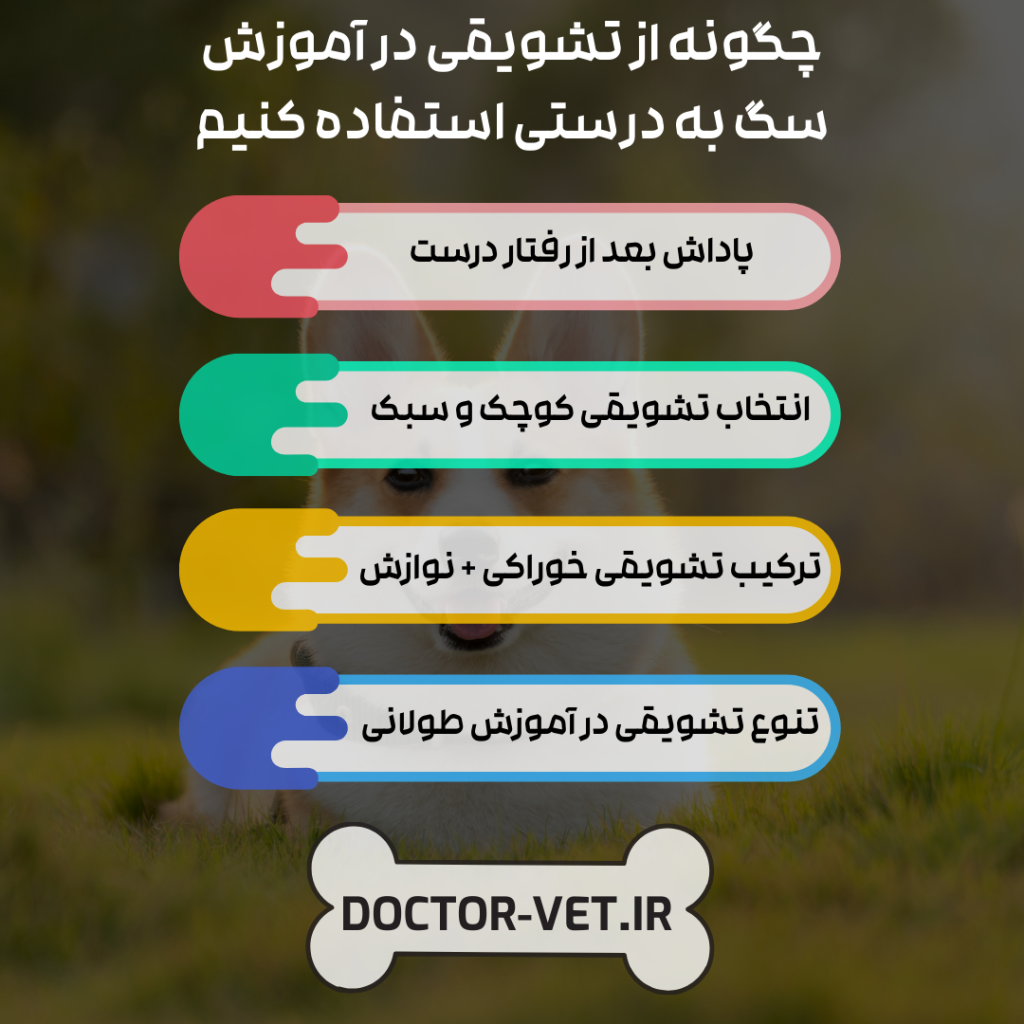 چرا تشویقی سگ برای آموزش بهترین روش تربیت است؟ 2 چگونه از تشویقی در آموزش سگ به درستی استفاده کنیم؟