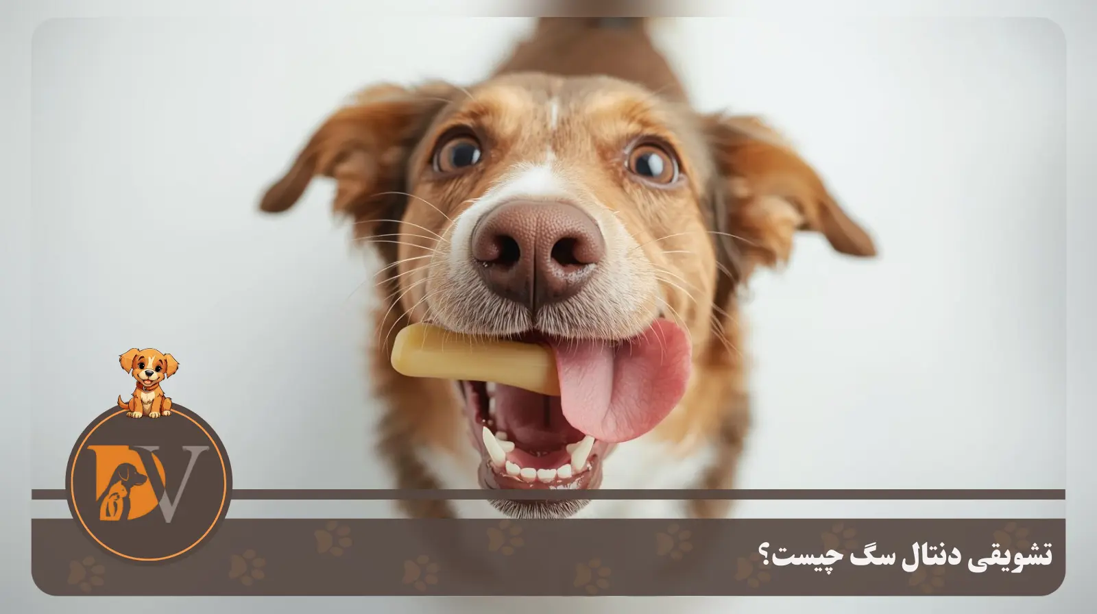 تشویقی دنتال سگ چیست